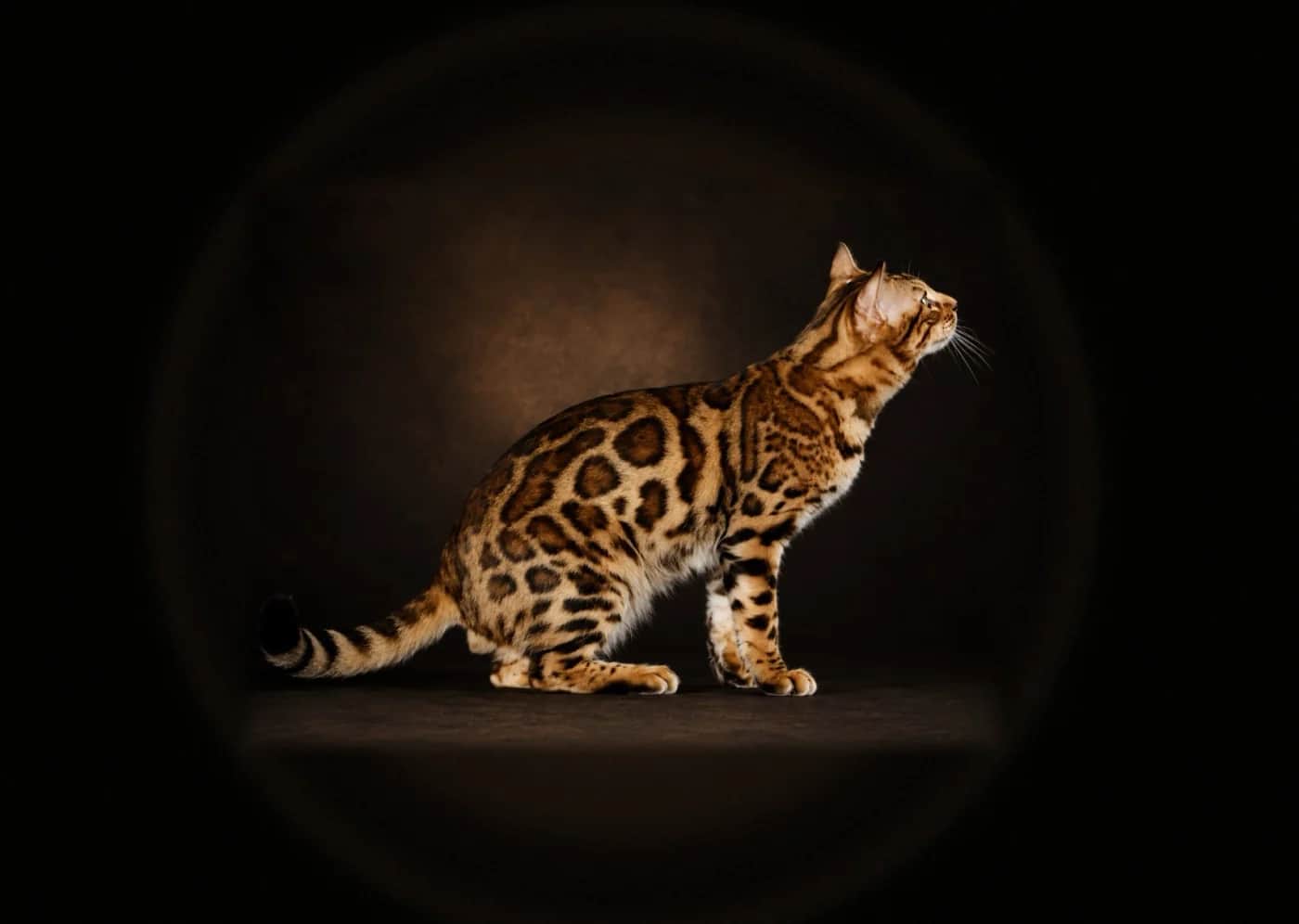 Studio portrait of Bengal champion BAMSI in luxury dark lighting