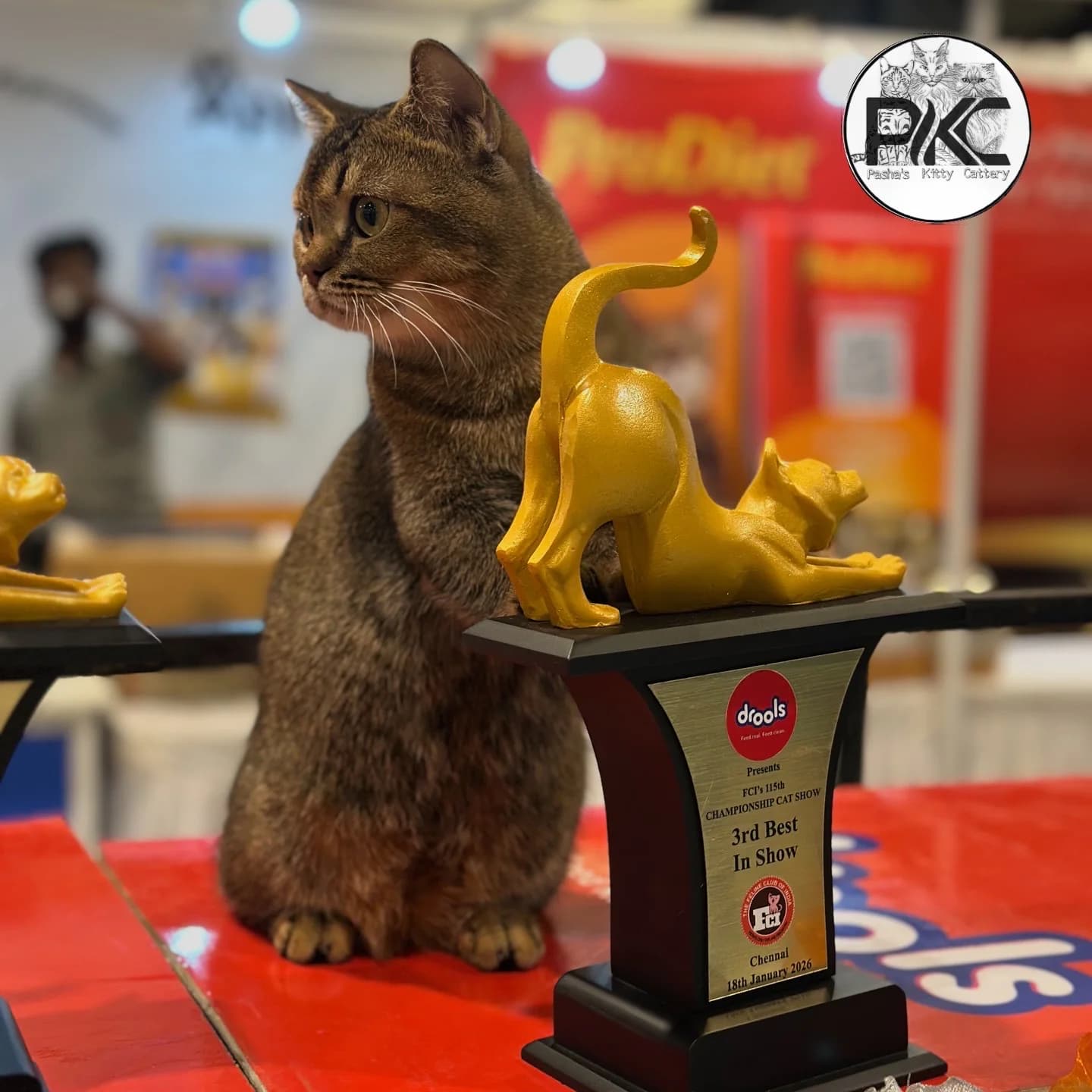 Bengal championship cat receiving an award at a national cat show