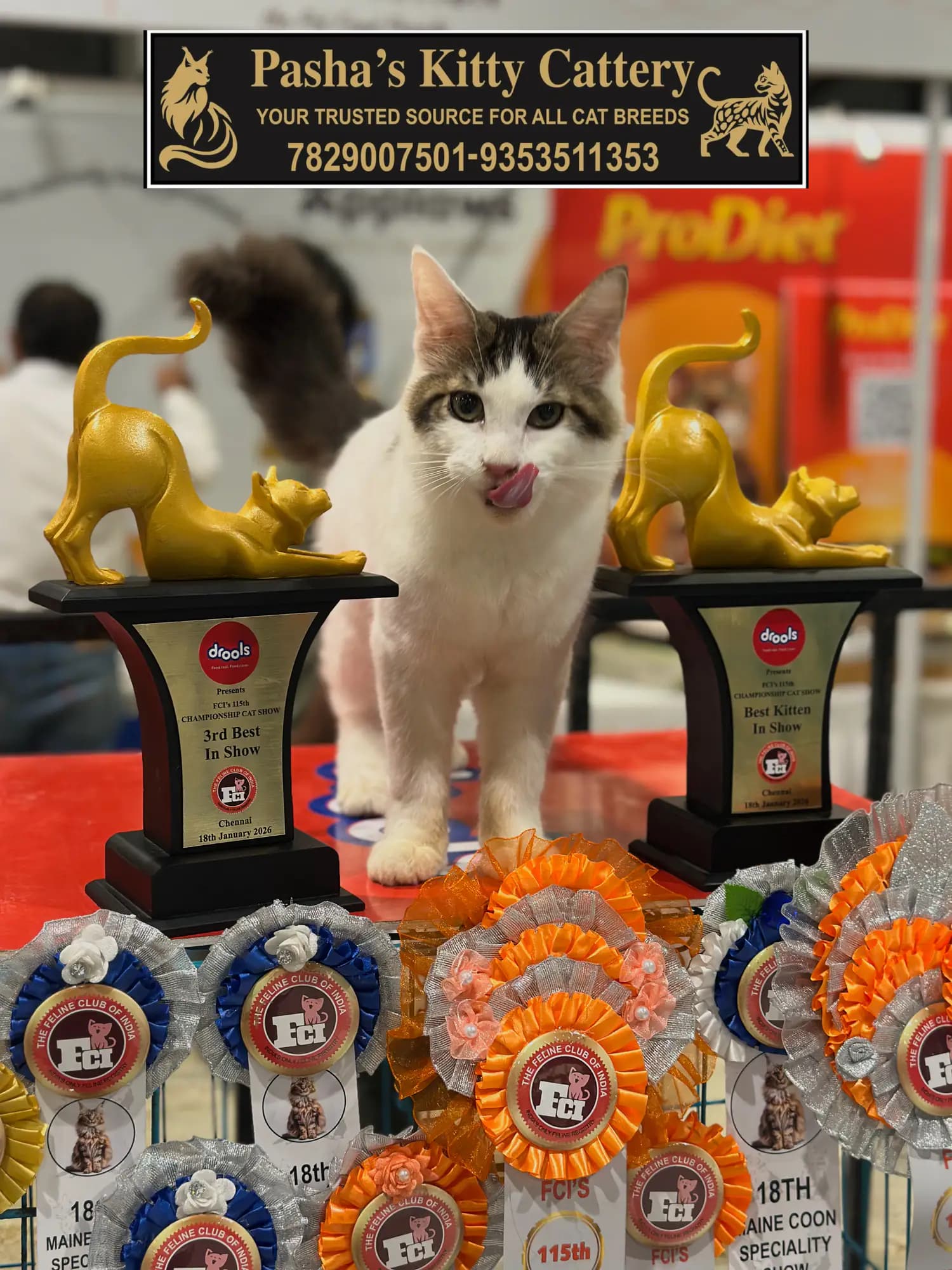Maine Coon championship cat honoured at an official pedigree cat competition