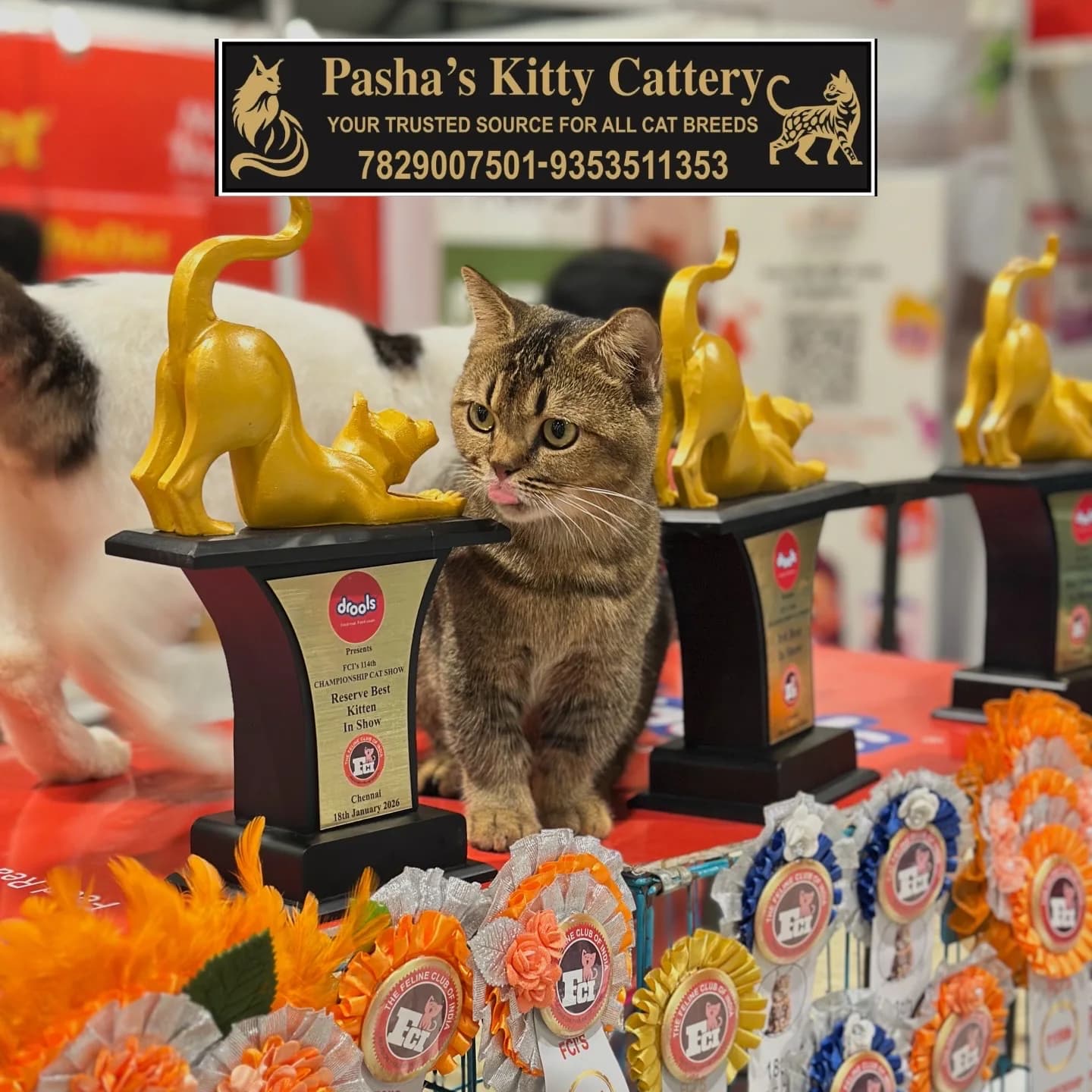Munchkin champion cat recognised at a national feline championship event