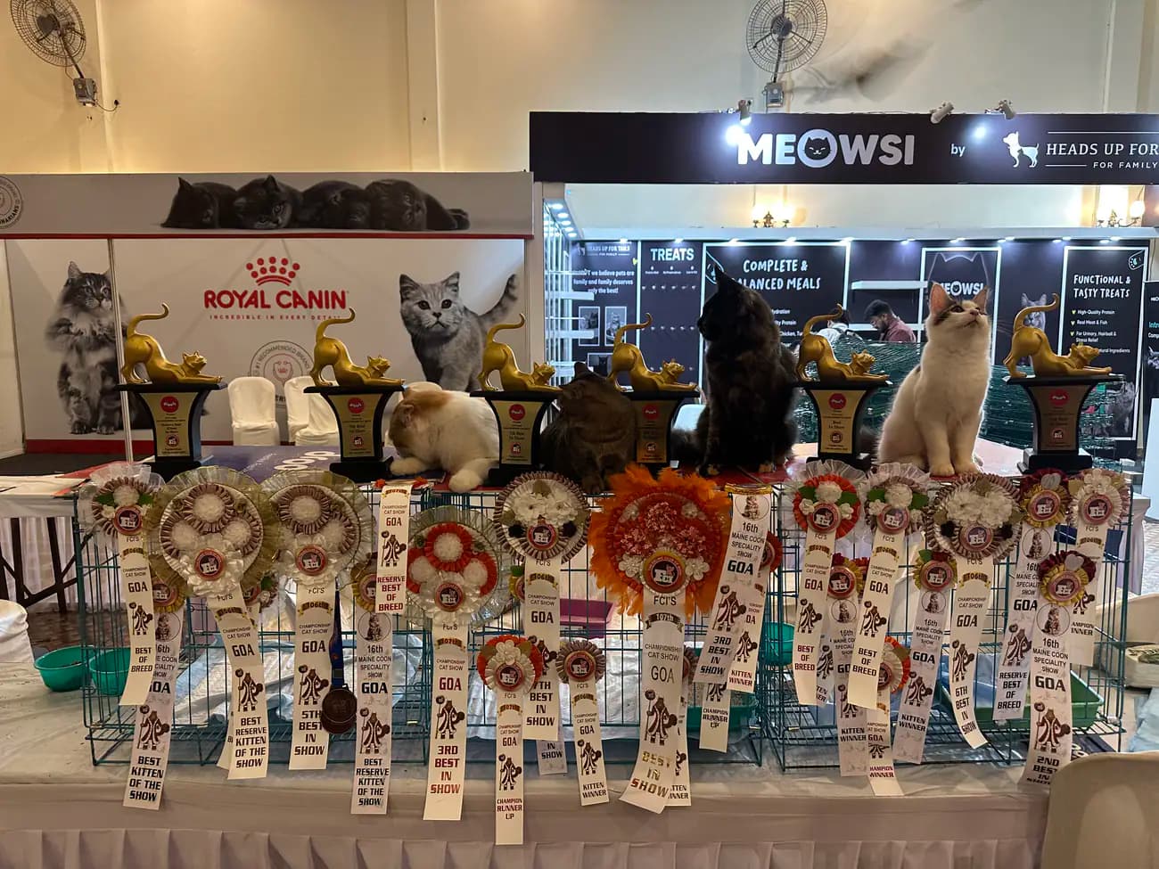 Wide view of the championship award stage during a national cat show