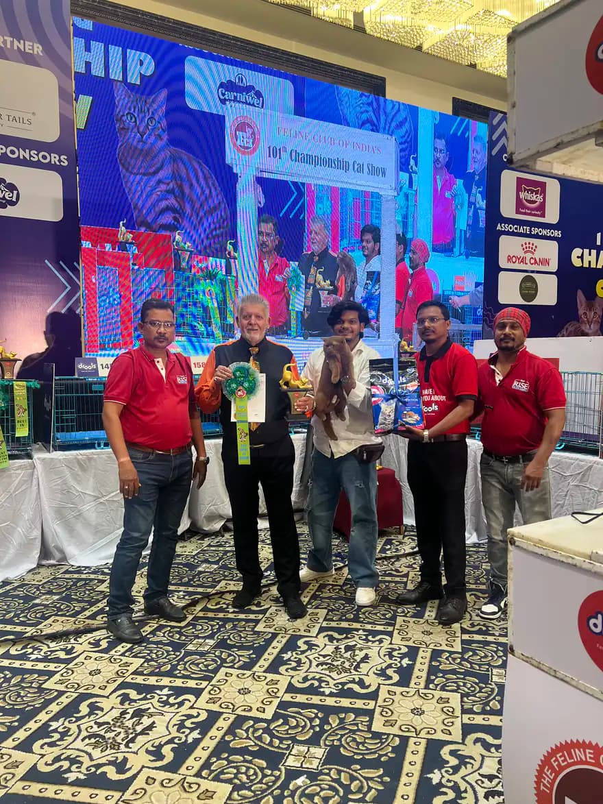 Championship stage moment during a national pedigree cat competition