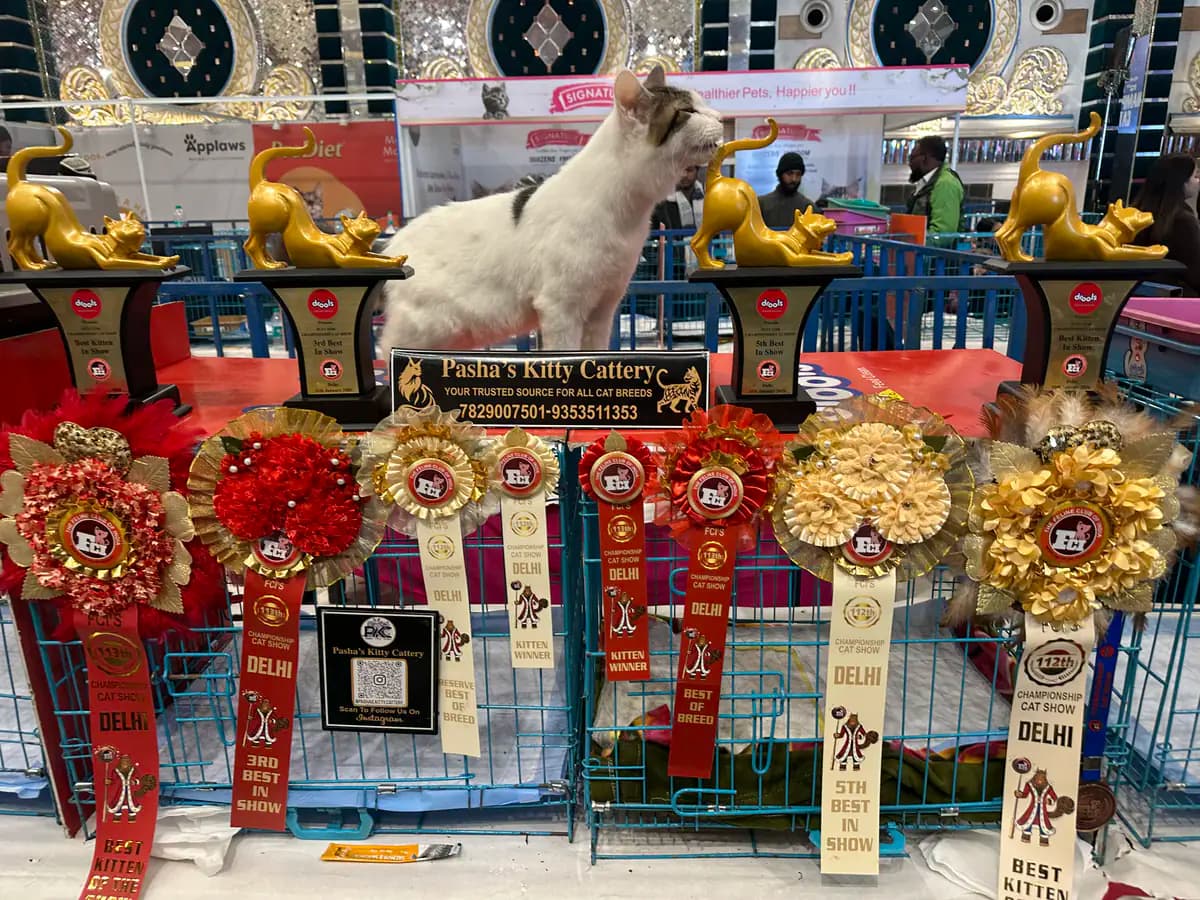 Pedigree show cat on display during a national championship competition