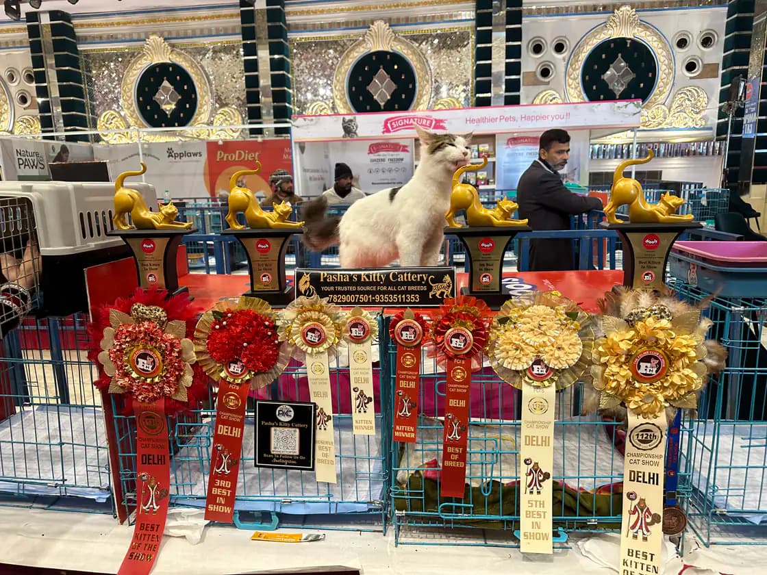 Second pedigree show cat presentation at an official feline championship