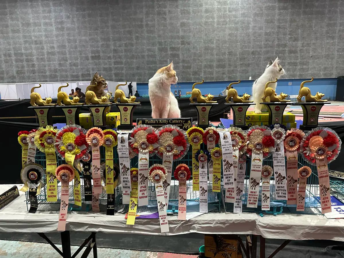 Championship trophy display at a pedigree cat award ceremony