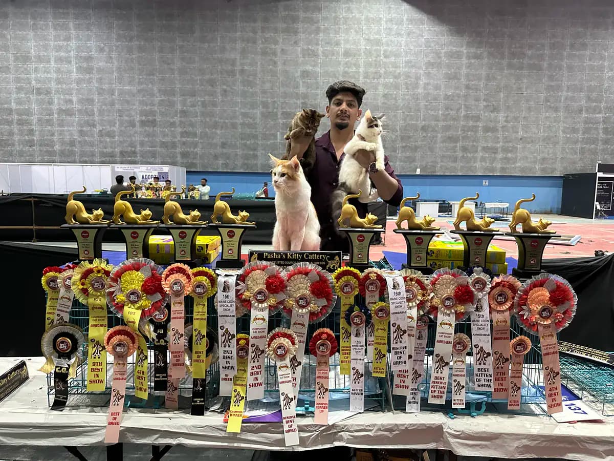 Second championship trophy display photograph from a national cat show