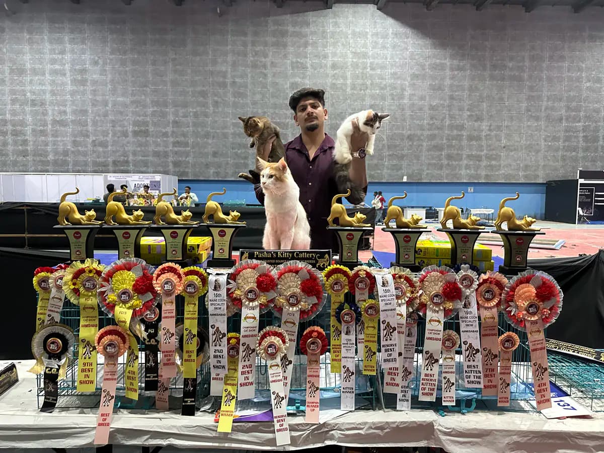 Third championship trophy on display during an official feline competition