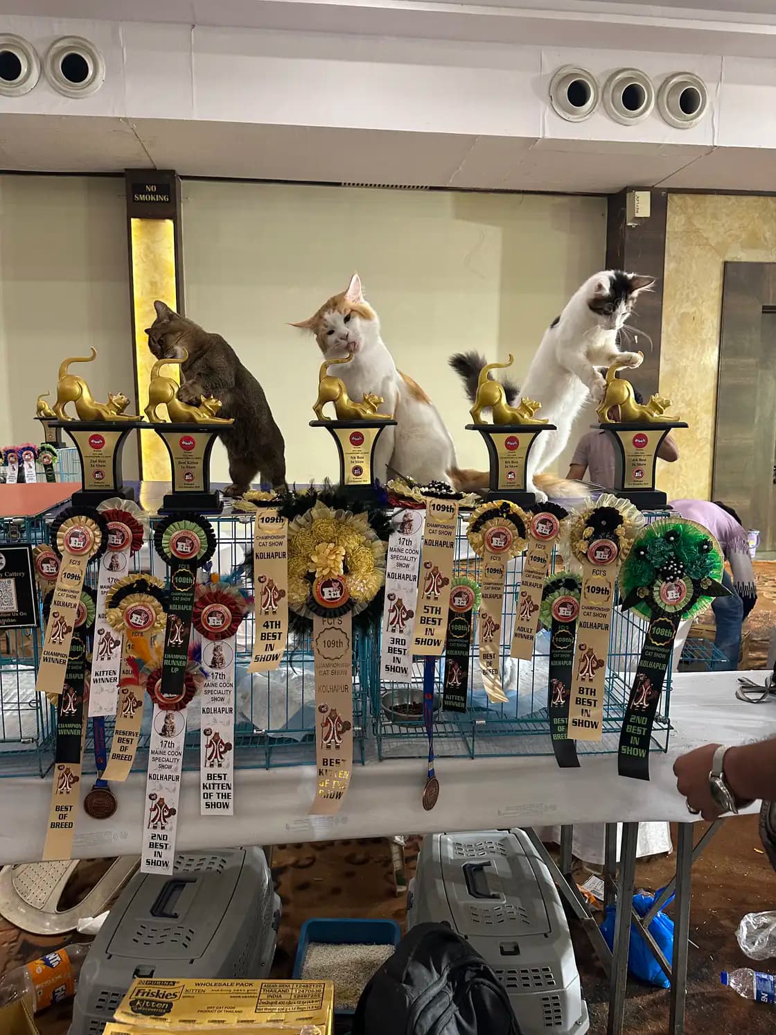 Fourth championship trophy display at a pedigree cat championship event