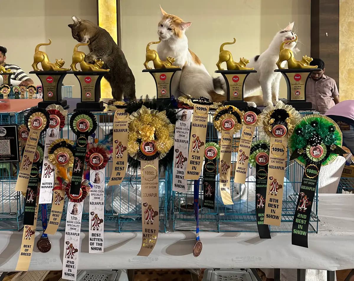 Fifth championship trophy display photograph from an award ceremony