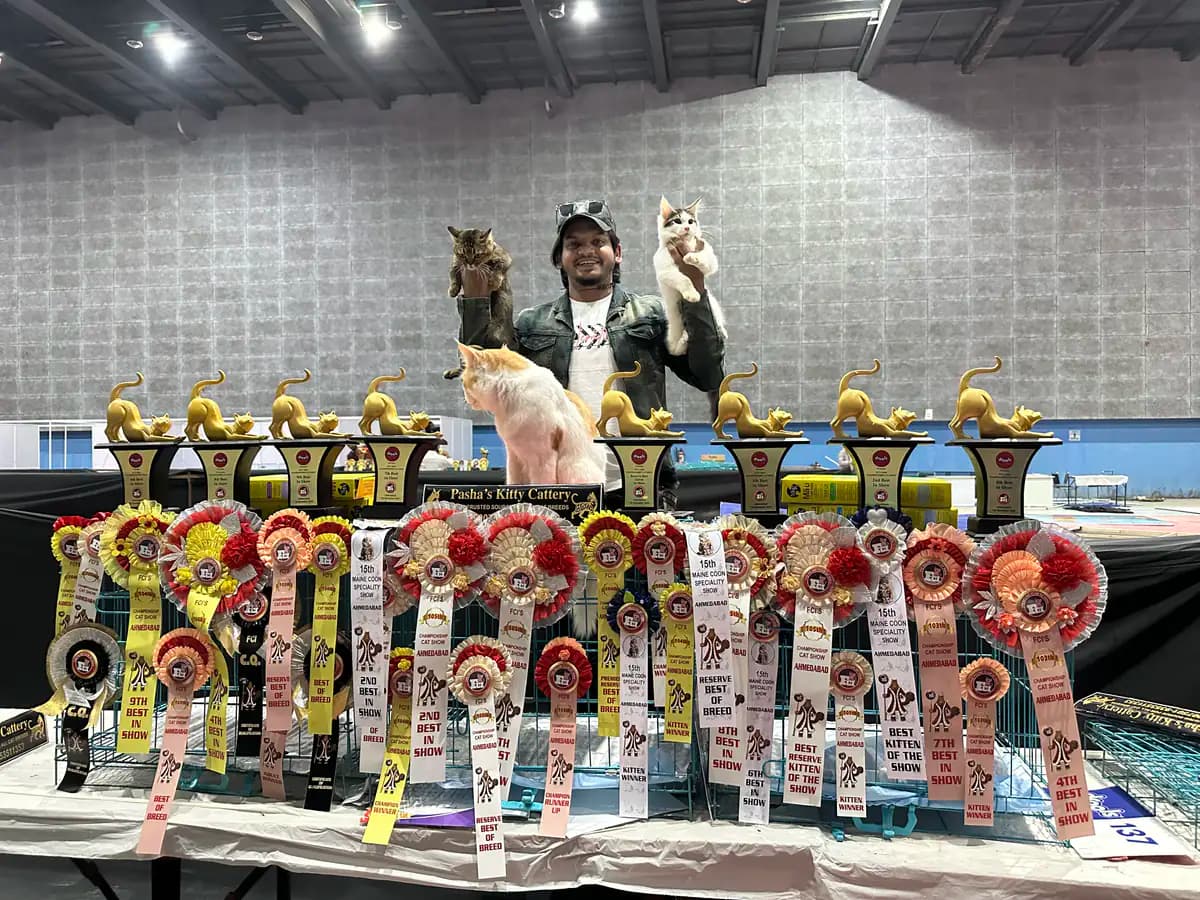 Sixth championship trophy display during a national cat show event