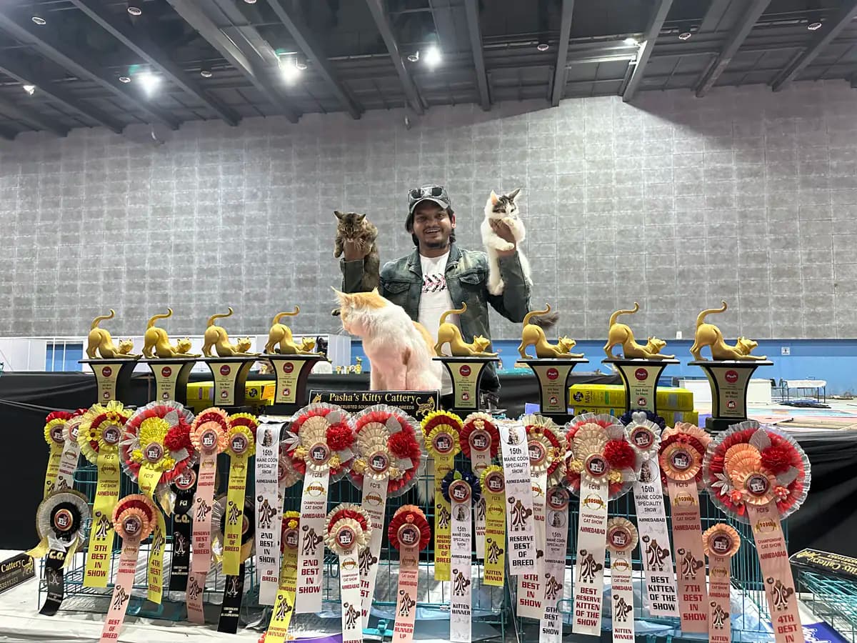 Seventh championship trophy on display at a pedigree feline competition