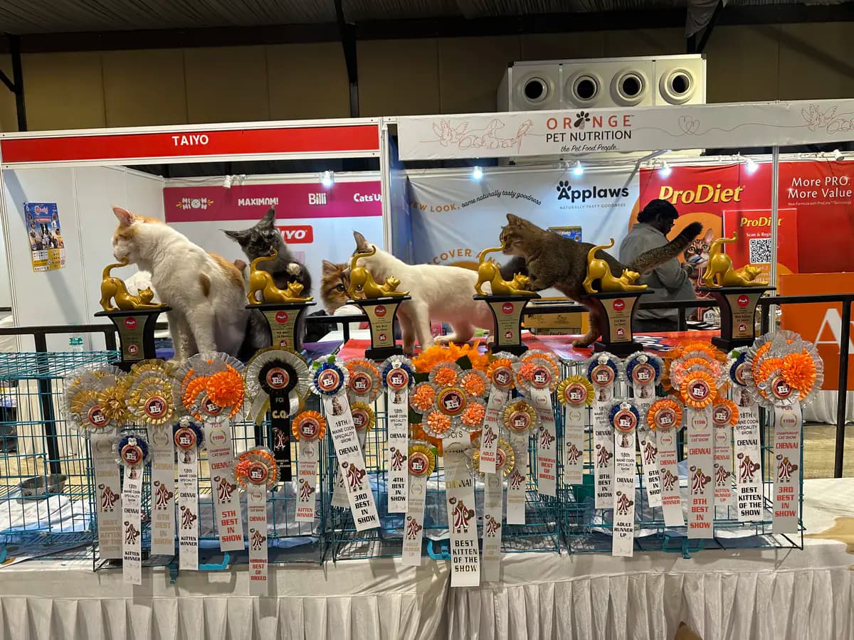 Eighth championship trophy display photograph from a national cat championship