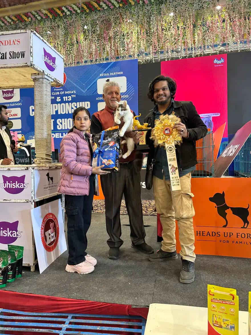 Championship winner photographed with a trophy at an official cat show