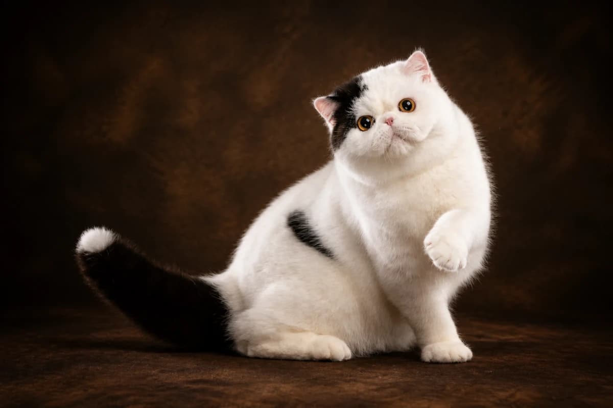 Exotic Shorthair cat in a premium studio portrait