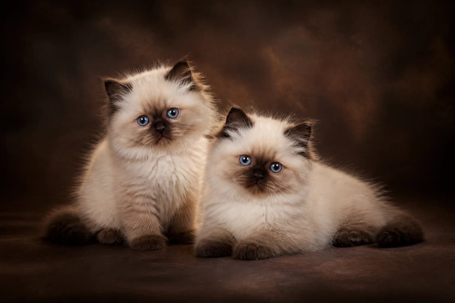 Two Himalayan kittens in a premium studio portrait — blue eyes, fluffy cream coats and developing seal points