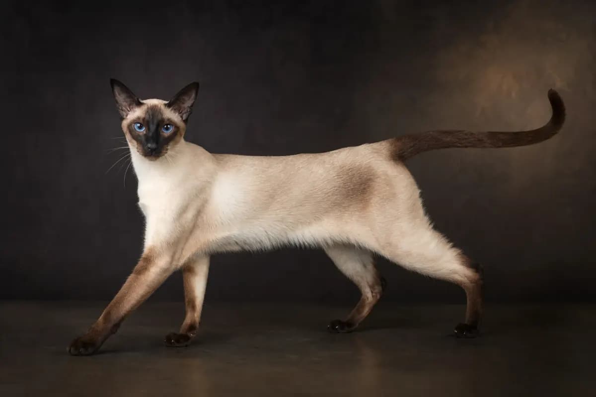 Siamese cat in a premium studio portrait — adult breed form and silhouette