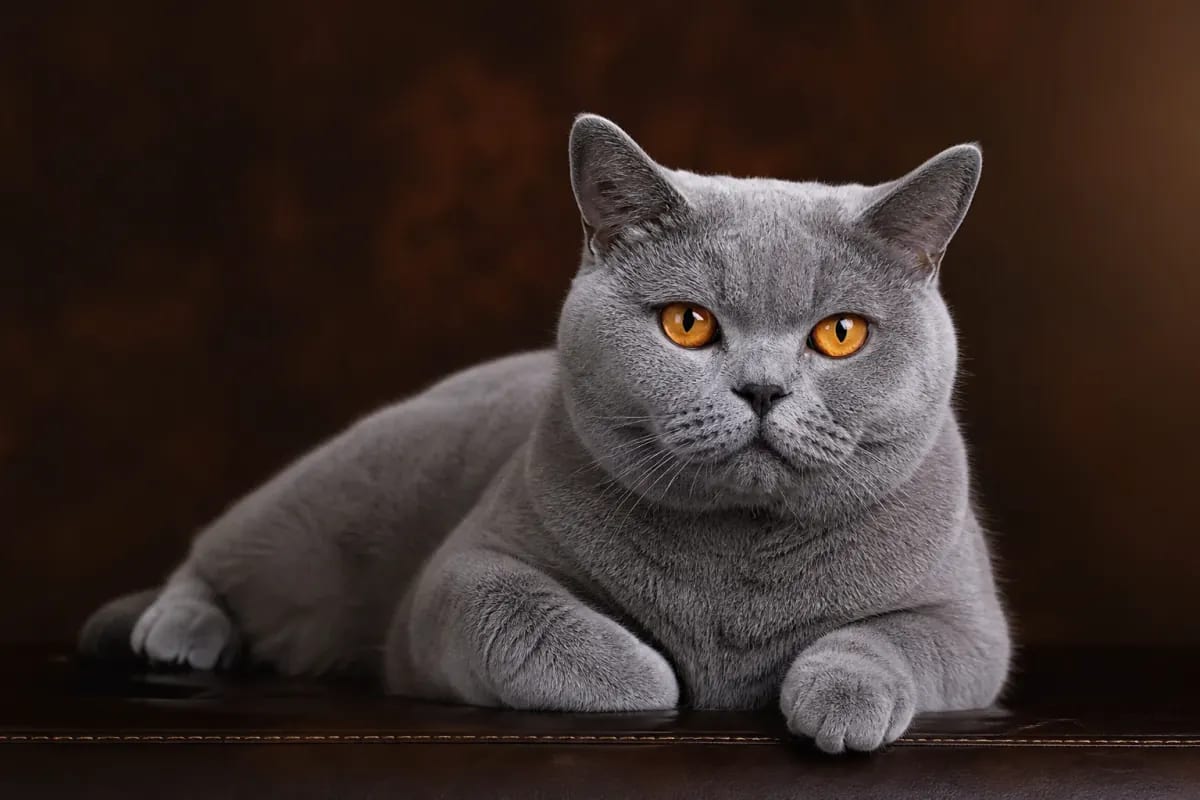 British Shorthair cat in a premium portrait — dense plush coat, round face and steady gaze