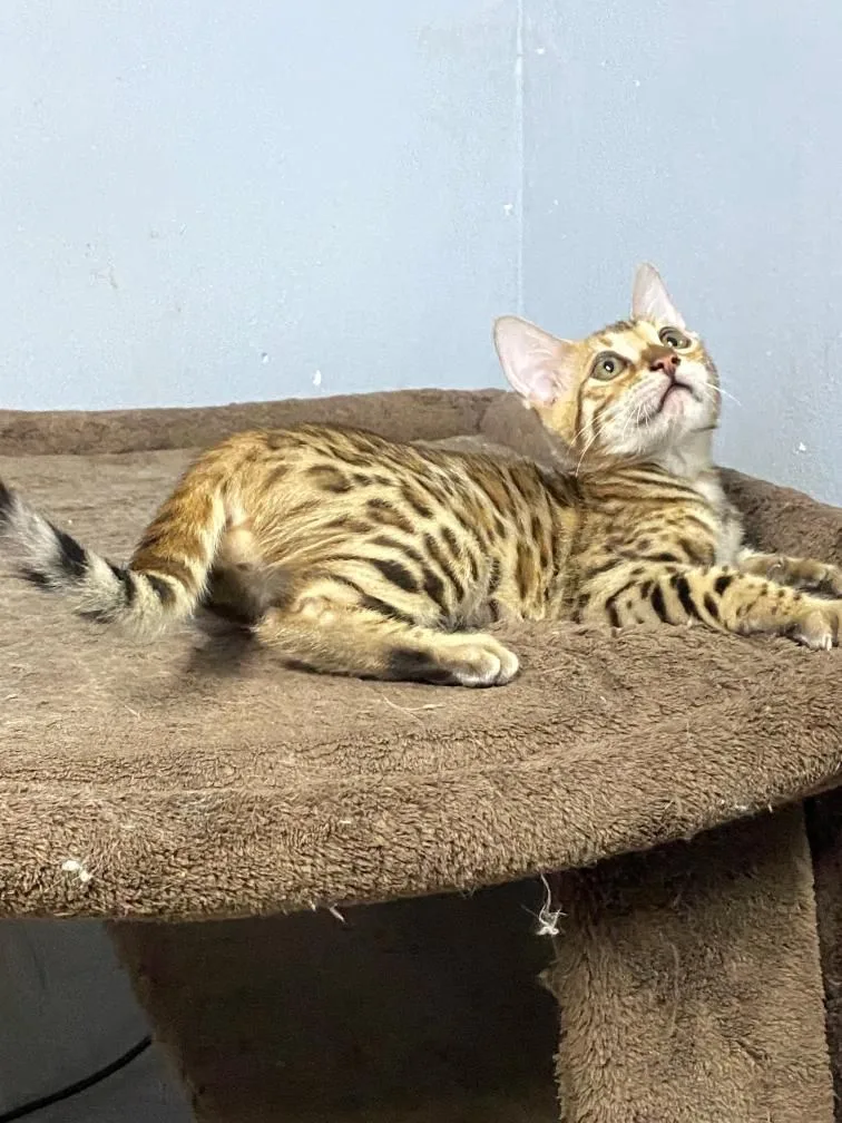 Bengal, a Bengal portrait