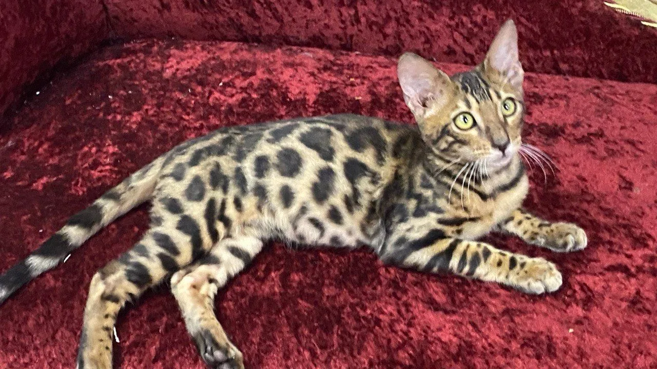 Bengal, a Bengal portrait
