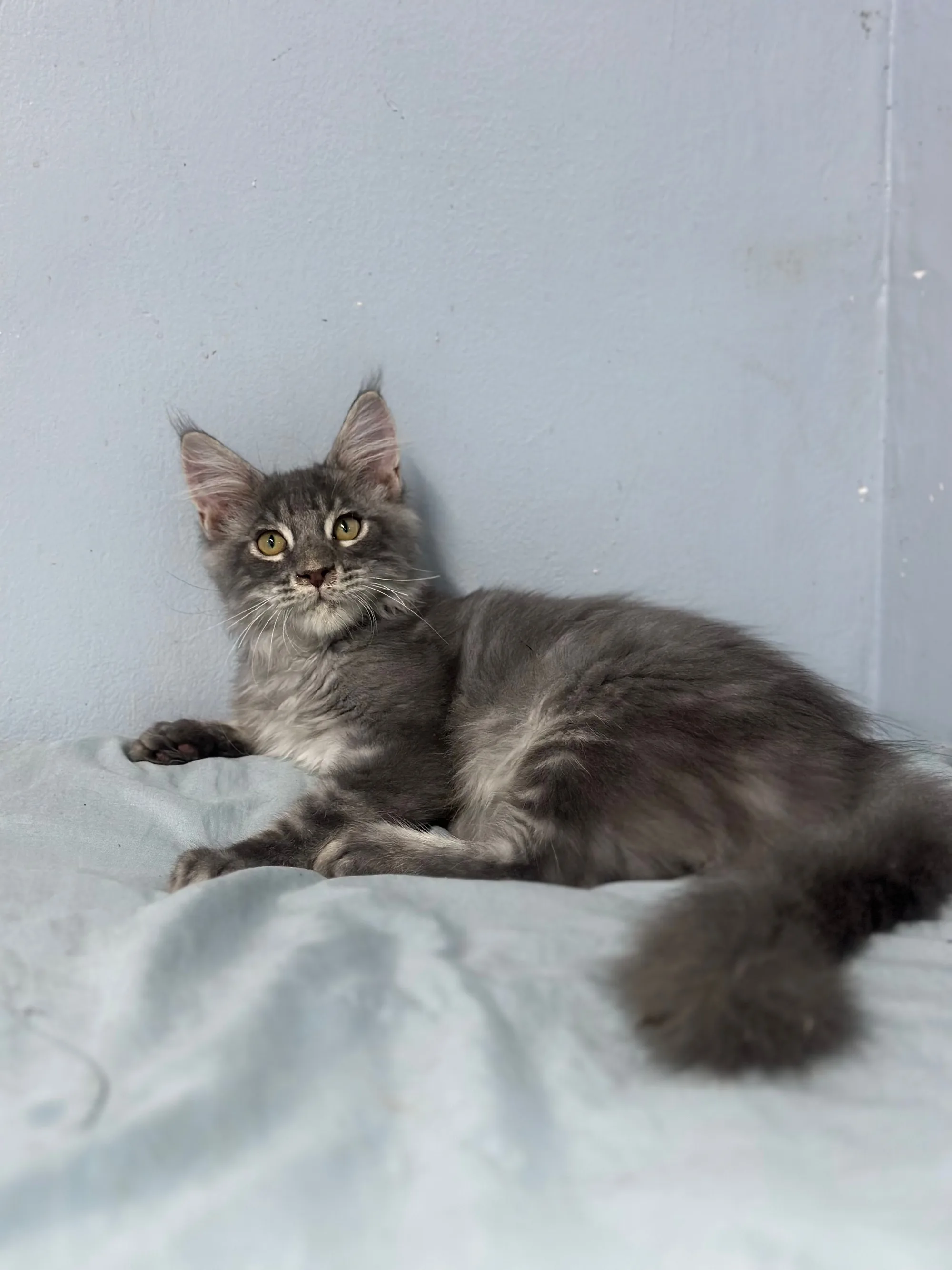 Boss, a MAINECOON portrait