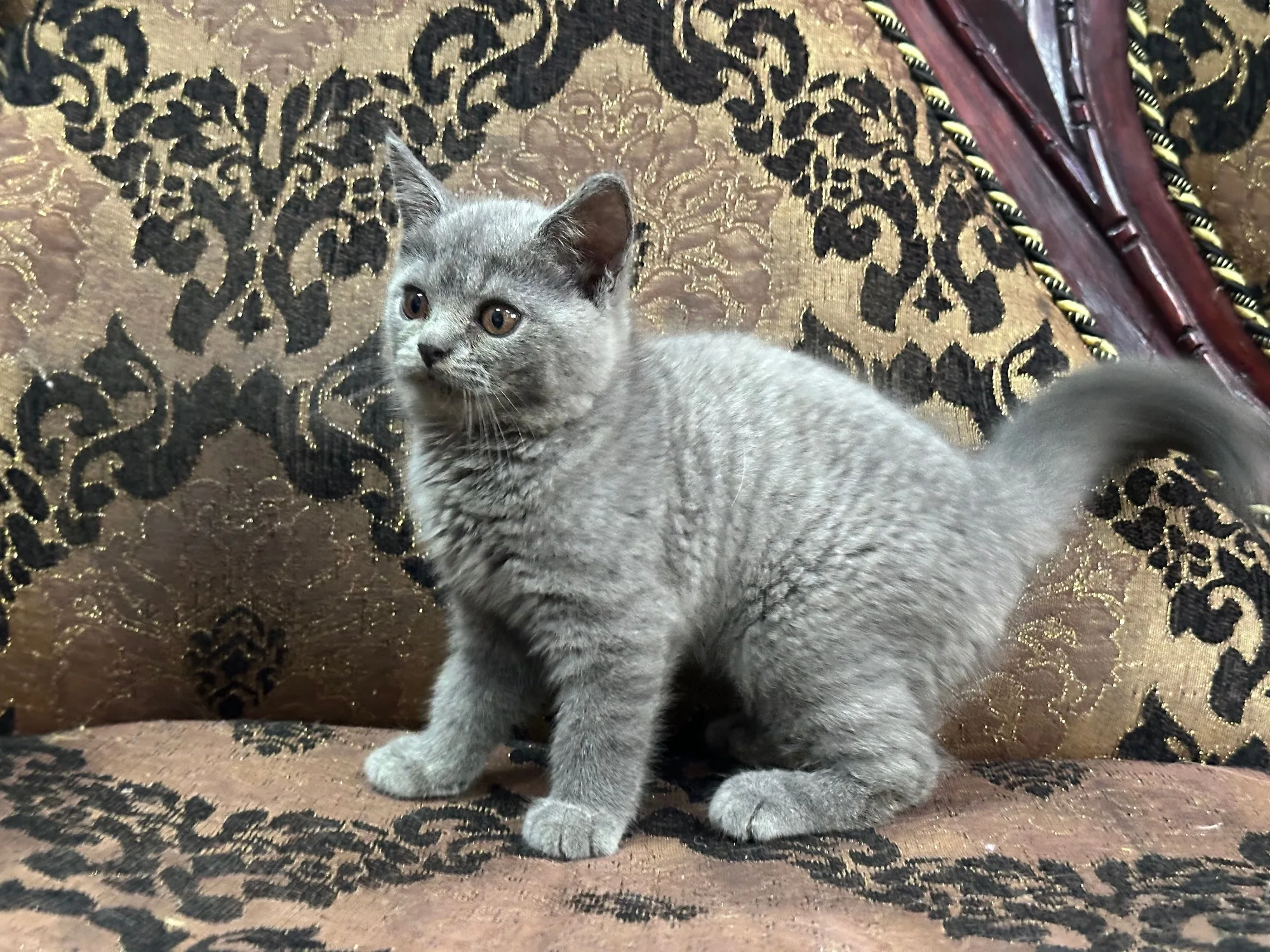 British shorthair, a British shorthair portrait