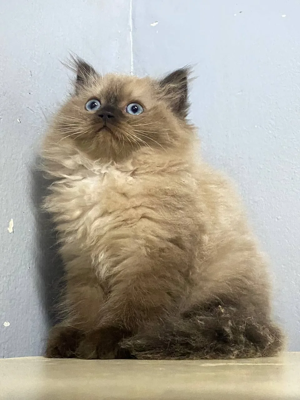 Himalayan, a Himalayan portrait