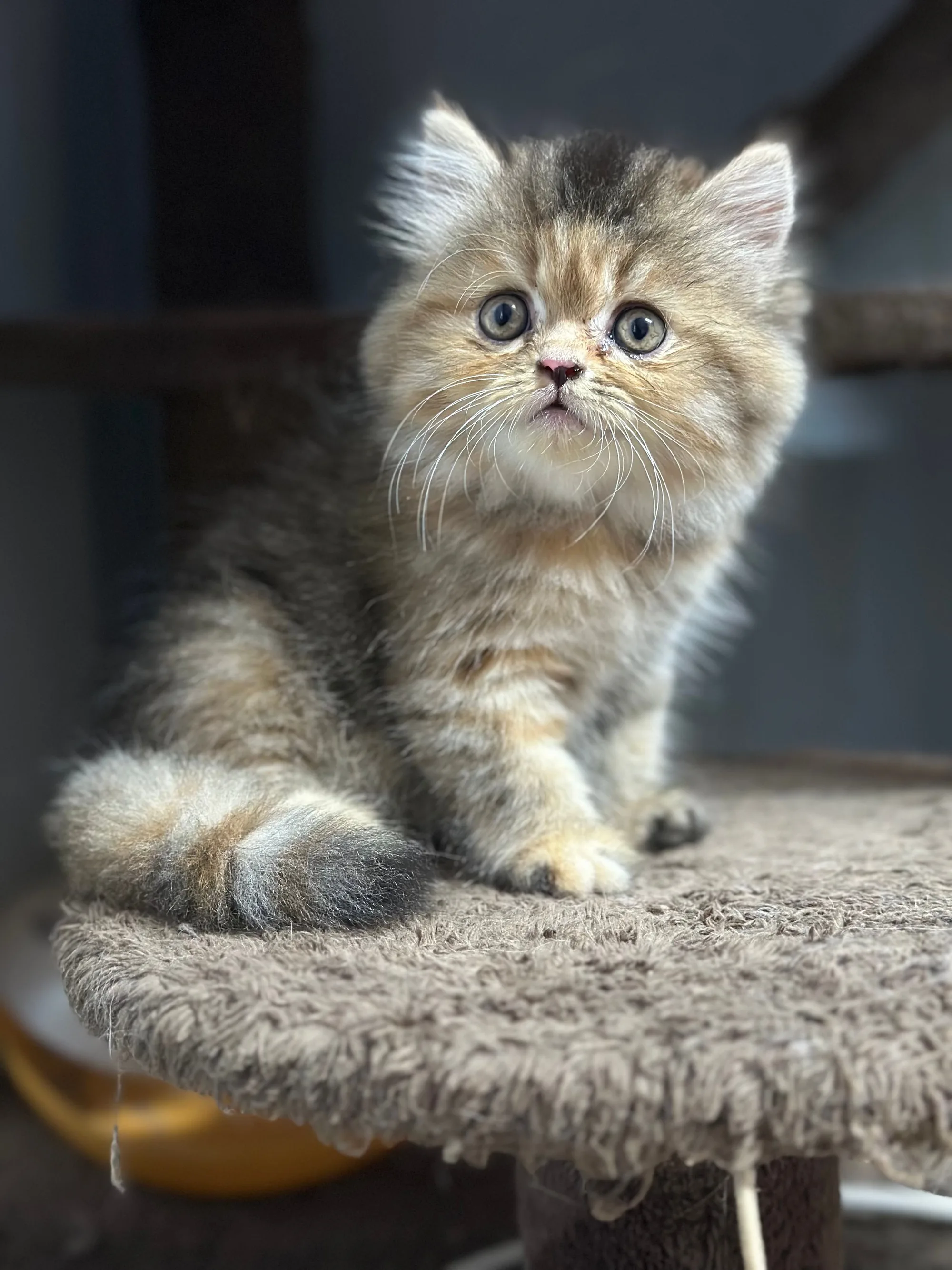 Milo, a Siberian portrait