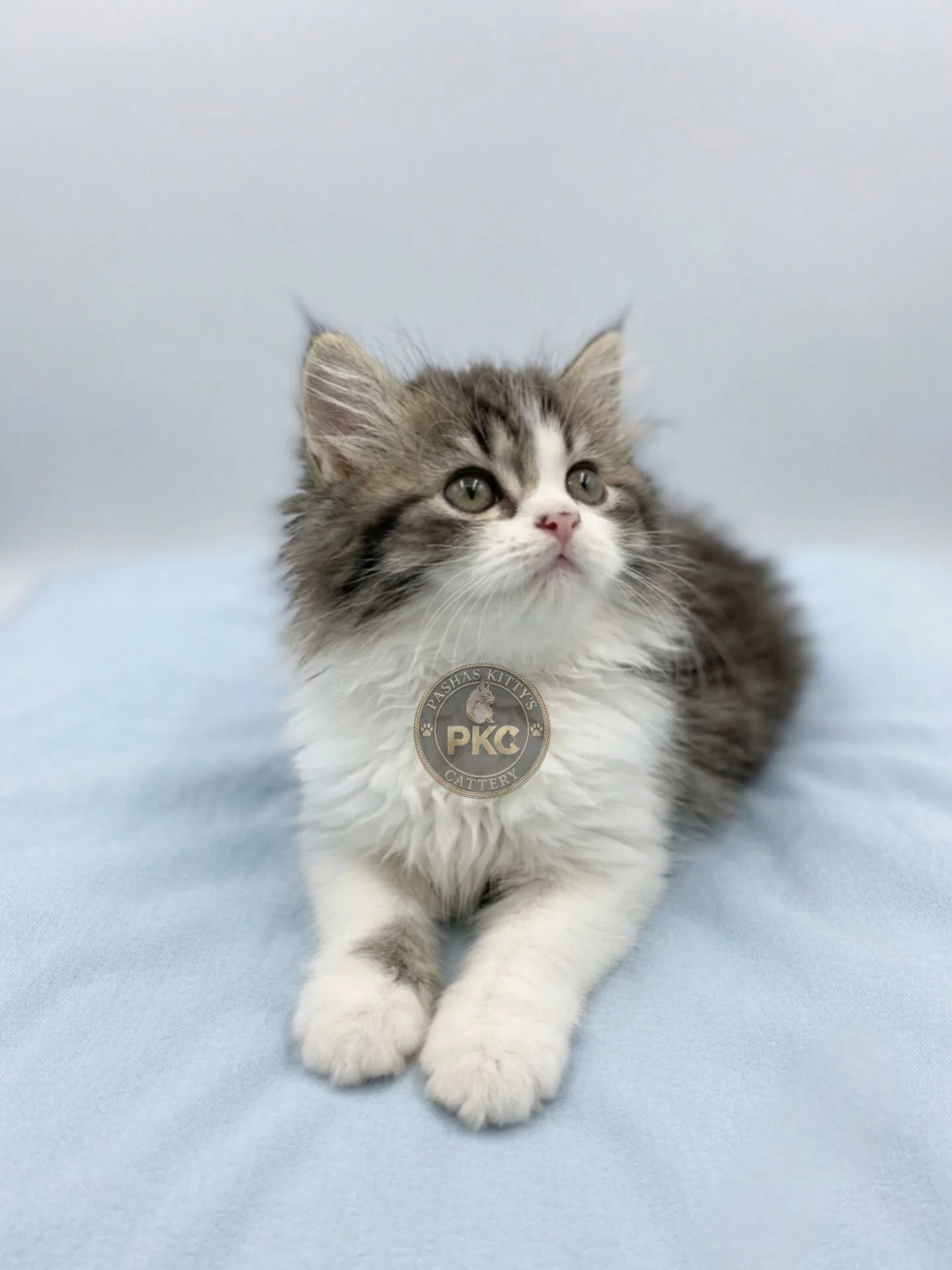 Persian, a Persian portrait