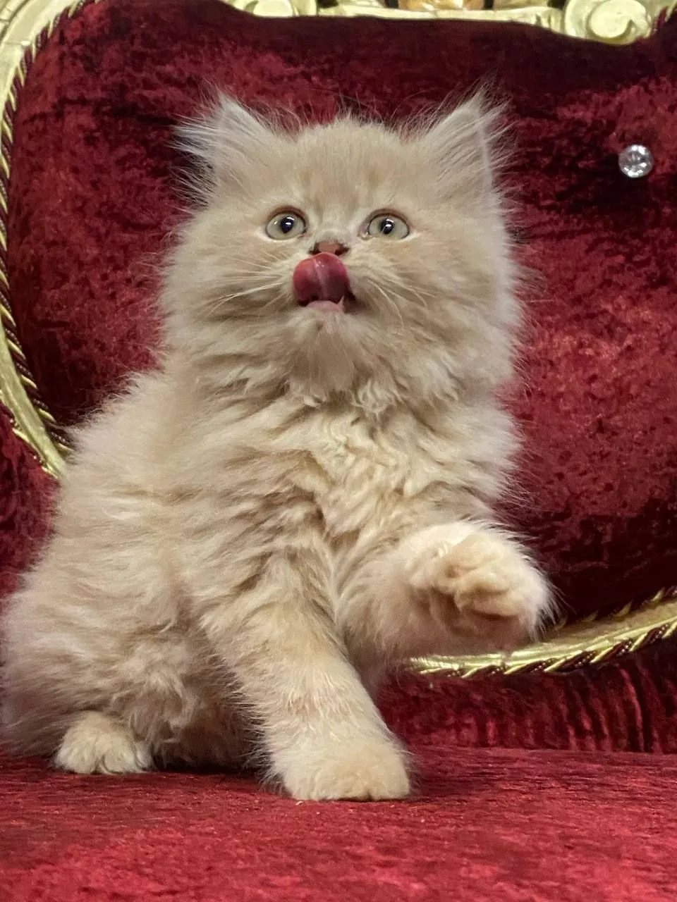 Persian, a Persian portrait