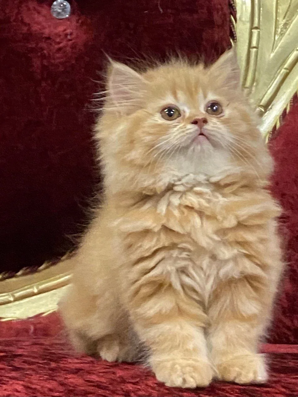 Persian, a Persian portrait