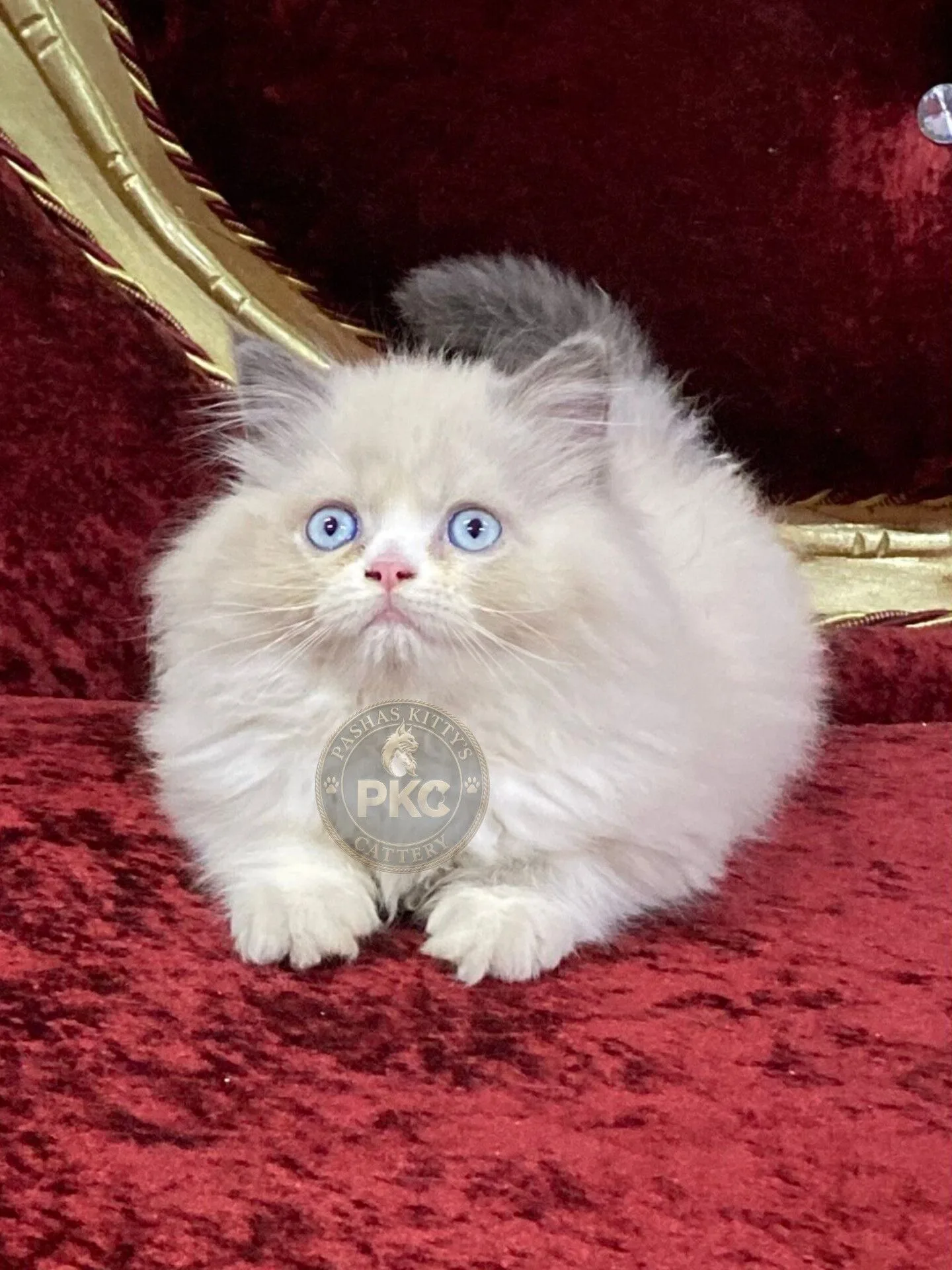 Ragdoll, a Ragdoll portrait
