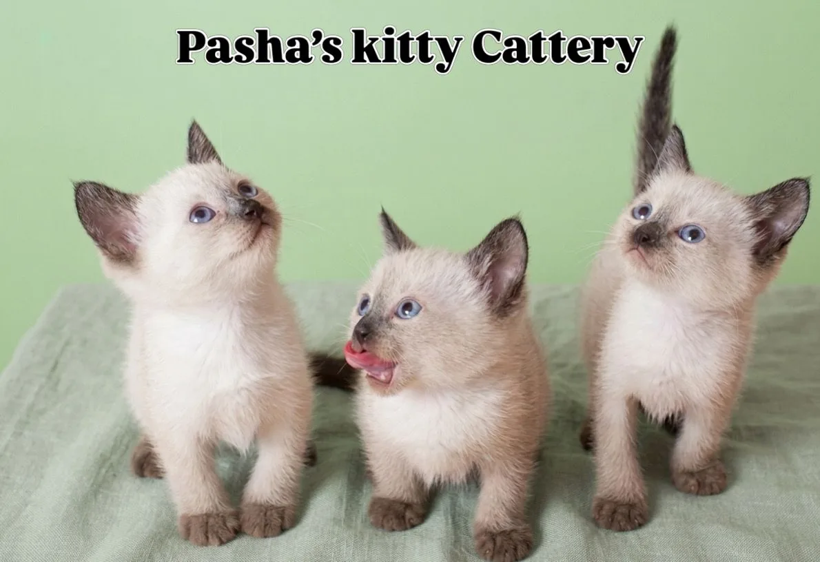 Siamese Kittens, a Siamese portrait