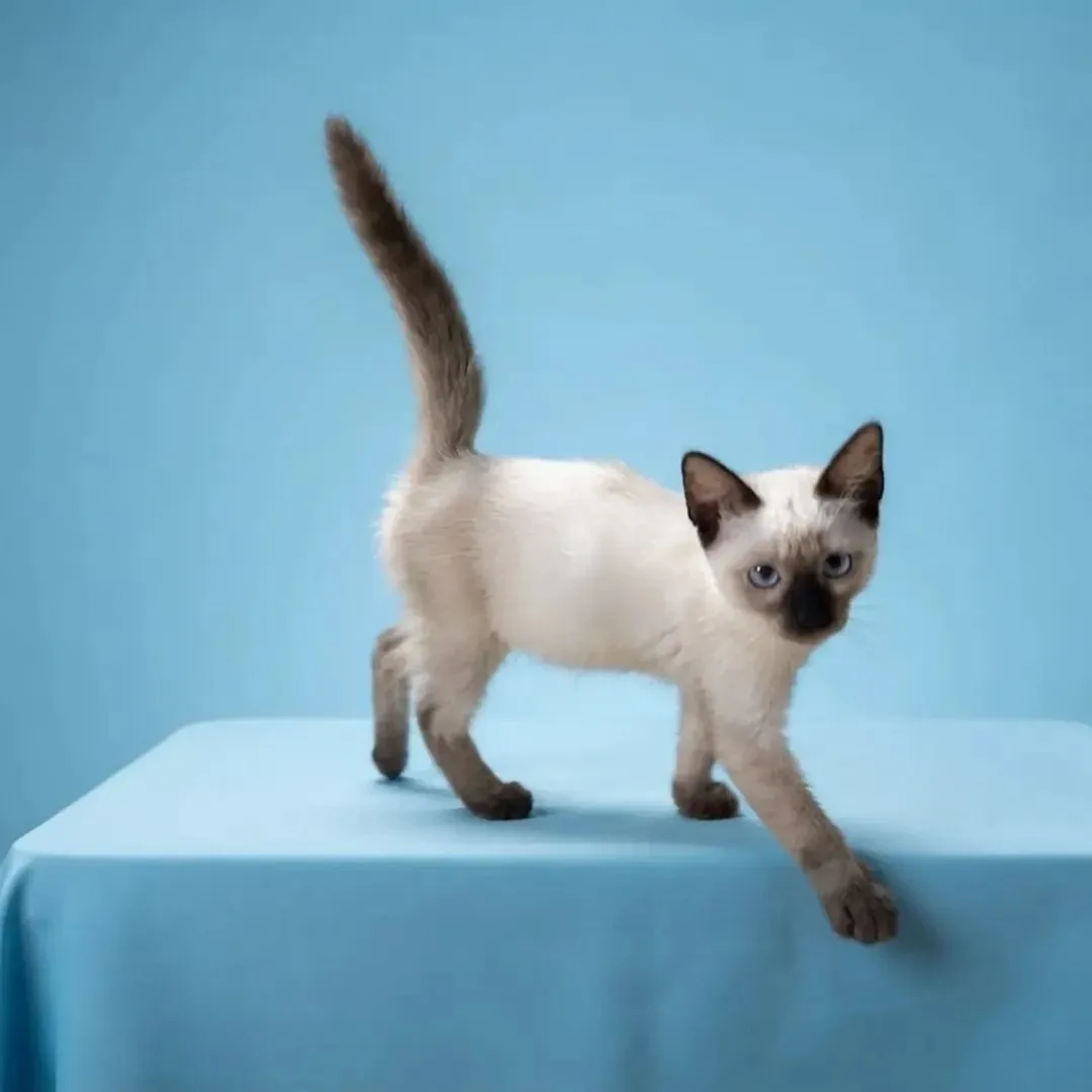 Siamese, a Siamese portrait